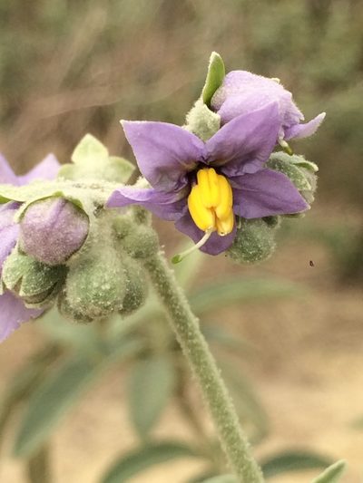 Solanum stipulaceum, photographed by B. Phalan