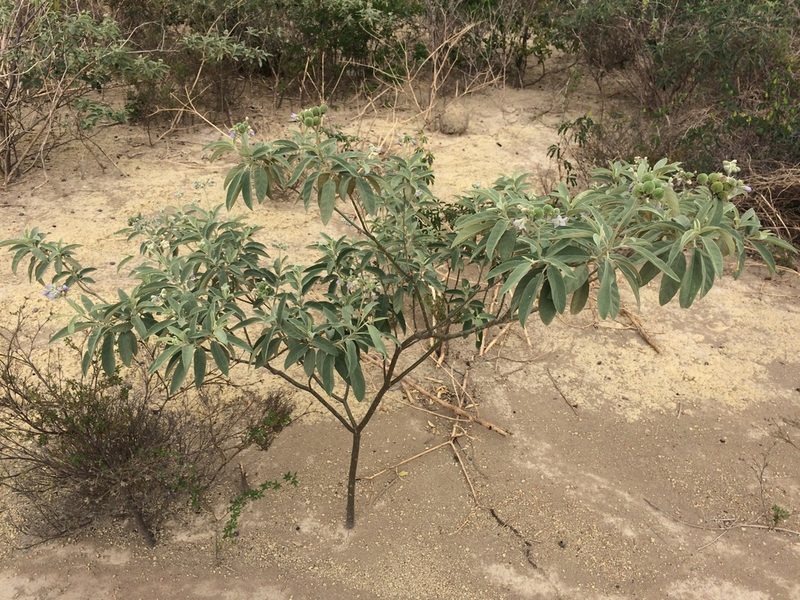 Solanum stipulaceum, photographed by B. Phalan