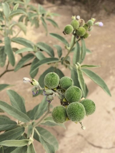 Solanum stipulaceum, photographed by B. Phalan