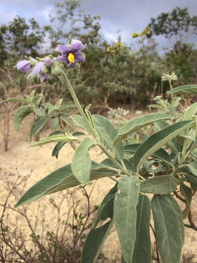 Solanum stipulaceum, photographed by B. Phalan