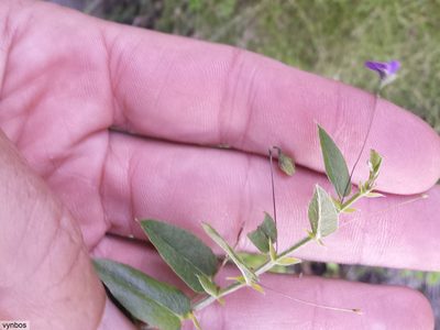 Psoralea asarina, photographed by Chris Vynbos