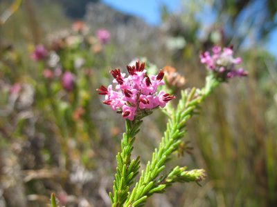 Erica barbigeroides, photographed by Michael D. Pirie