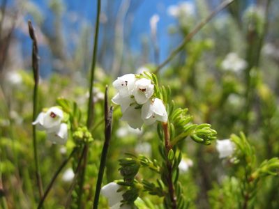 Erica subdivaricata, photographed by Michael D. Pirie