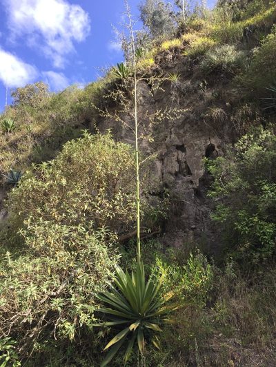 Furcraea andina, photographed by Diego F. Cisneros-Heredia