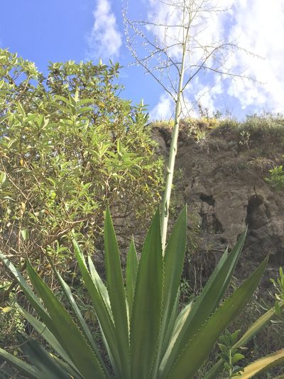 Furcraea andina, photographed by Diego F. Cisneros-Heredia