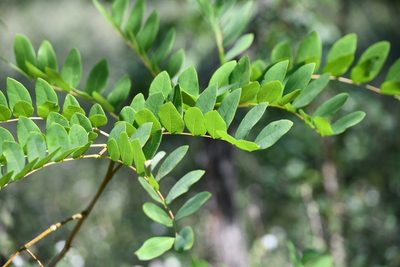 Coulteria platyloba, photographed by adel-fridus