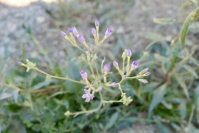 Gilia flavocincta, photographed by Joseph Rojas