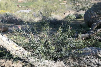 Adenophyllum porophylloides, photographed by Joseph Rojas