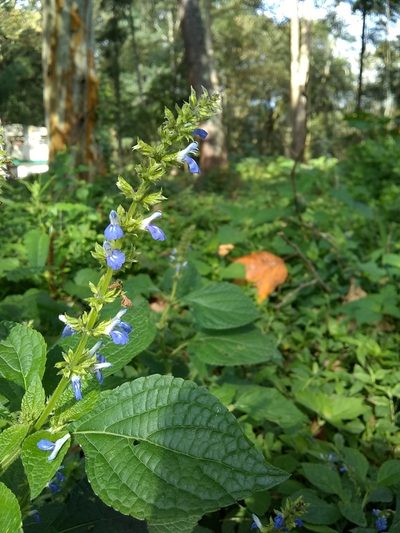 Salvia xalapensis, photographed by Oscar Marín