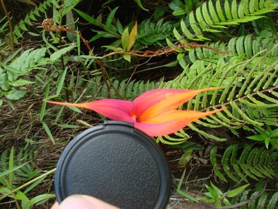 Masdevallia veitchiana, photographed by aiwendil