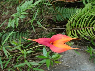Masdevallia veitchiana, photographed by aiwendil