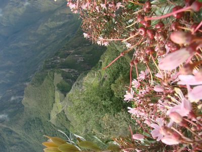 Bejaria aestuans, photographed by aiwendil