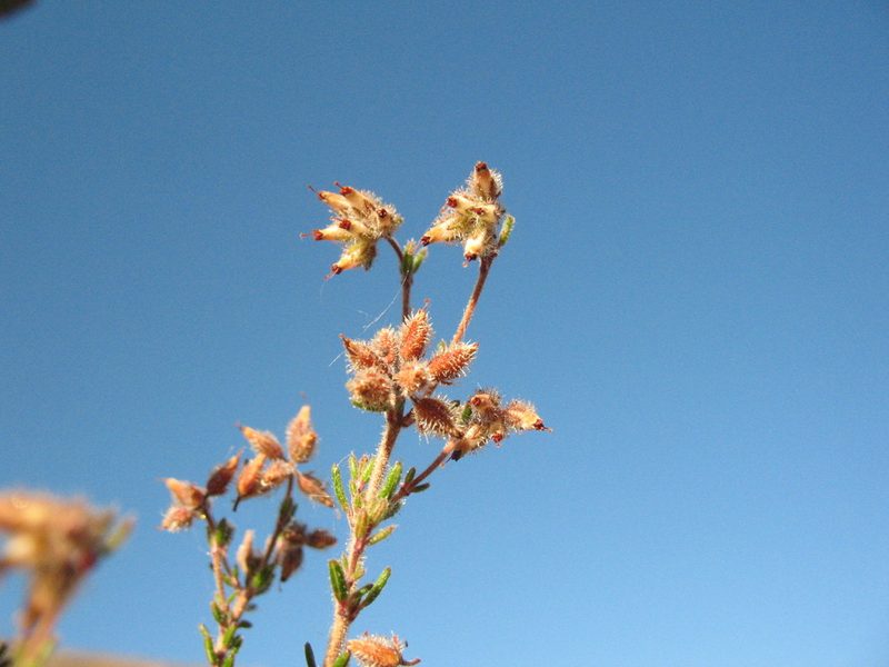 Erica arachnocalyx, photographed by Michael D. Pirie