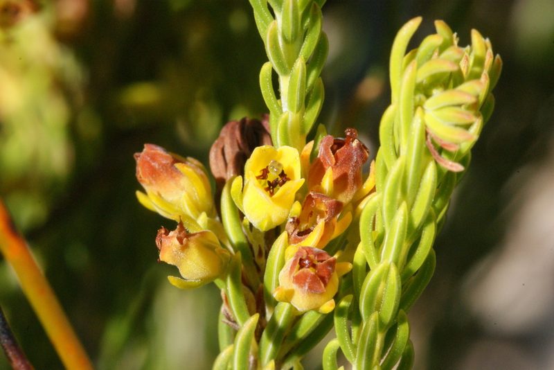 Erica parilis, photographed by Michael D. Pirie