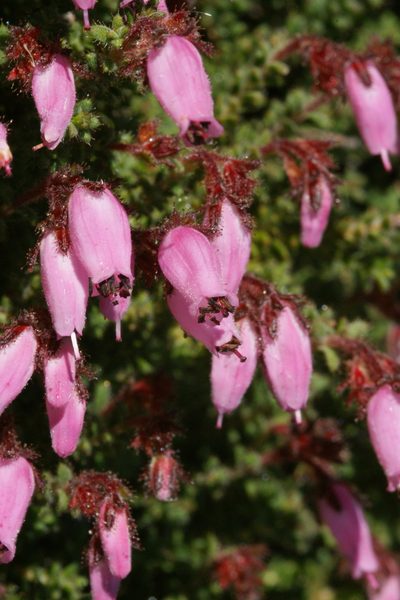 Erica coacervata, photographed by Michael D. Pirie