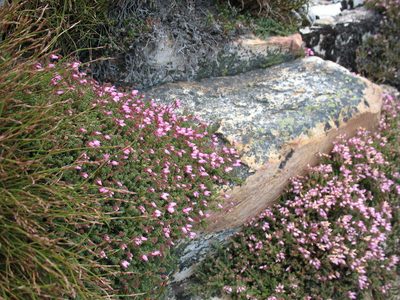 Erica coacervata, photographed by Michael D. Pirie