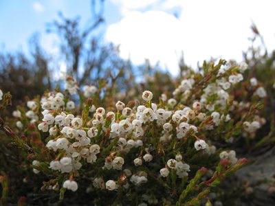 Erica leptopus, photographed by Michael D. Pirie