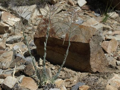 Boechera shockleyi, photographed by Jim Morefield