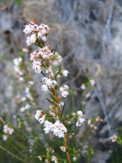 Erica oxysepala, photographed by Michael D. Pirie