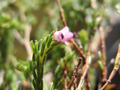 Erica chionophila, photographed by Michael D. Pirie
