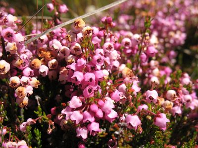 Erica lateralis, photographed by Michael D. Pirie