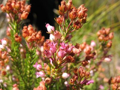 Erica phillipsii, photographed by Michael D. Pirie