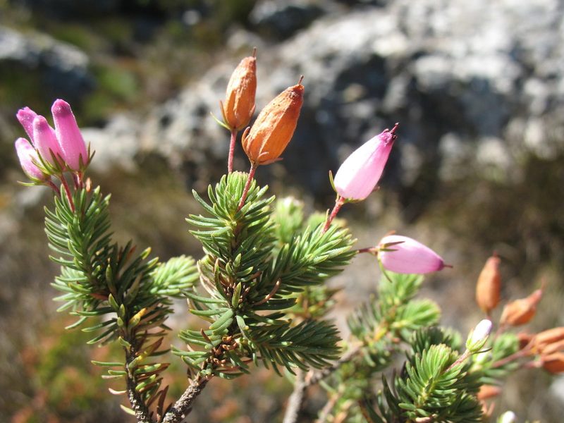 Erica doliiformis, photographed by Michael D. Pirie
