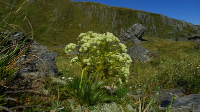 Aciphylla divisa, photographed by Sarah Richardson