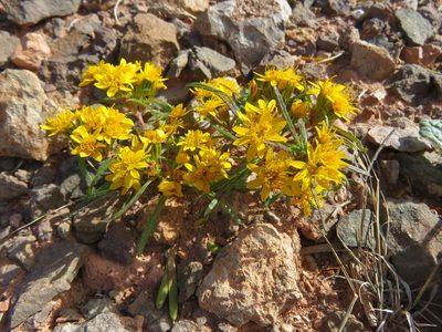 Pectis angustifolia, photographed by Annika Lindqvist