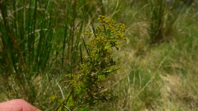 Aciphylla crenulata, photographed by Sarah Richardson