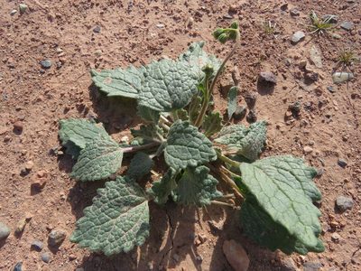 Psathyrotopsis scaposa, photographed by Annika Lindqvist
