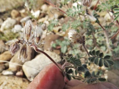 Dalea neomexicana, photographed by Annika Lindqvist