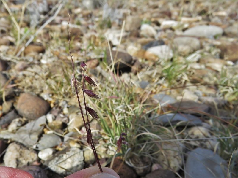 Bouteloua erecta, photographed by Annika Lindqvist