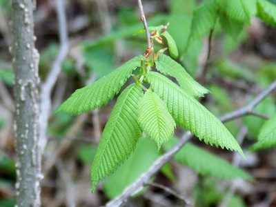 Ulmus thomasii, photographed by Randy A Nonenmacher