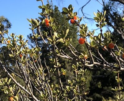 Coprosma montana, photographed by Sonny Gamponia