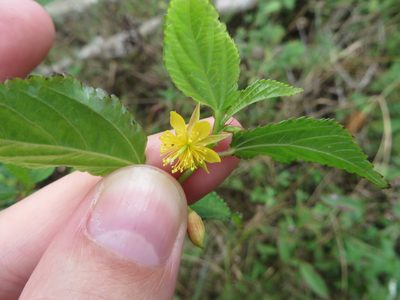 Corchorus siliquosus, photographed by Ben Machado