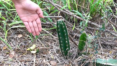 Cereus hexagonus, photographed by Michael D Fox