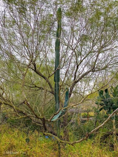 Cereus hexagonus, photographed by Michael D Fox