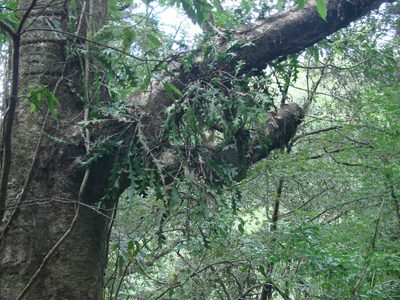 Disocactus anguliger, photographed by aiwendil