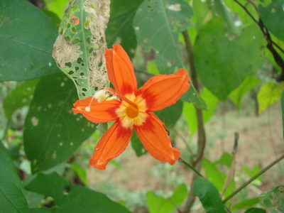 Ipomoea spectata, photographed by aiwendil