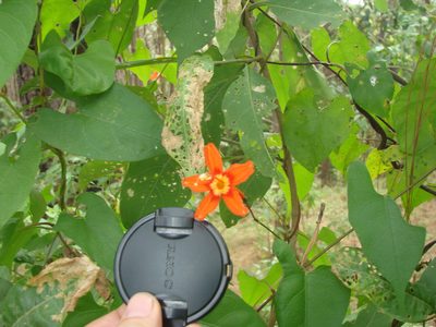 Ipomoea spectata, photographed by aiwendil