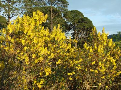 Galphimia glauca, photographed by aiwendil