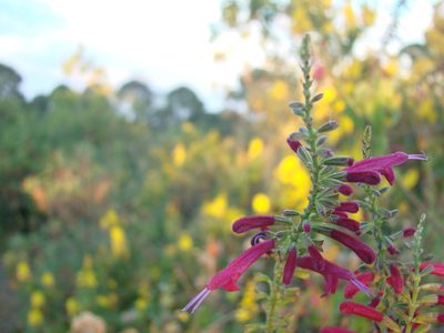 Salvia iodantha, photographed by aiwendil
