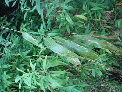 Zea diploperennis, photographed by aiwendil
