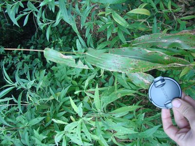 Zea diploperennis, photographed by aiwendil