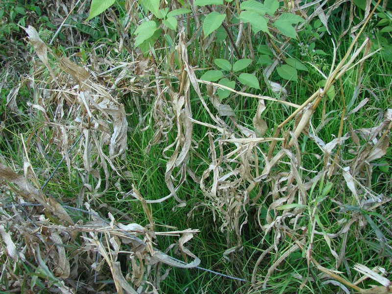 Zea diploperennis, photographed by aiwendil