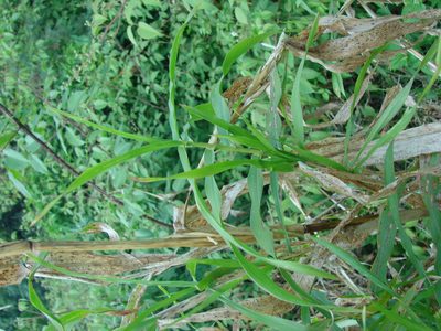 Zea diploperennis, photographed by aiwendil