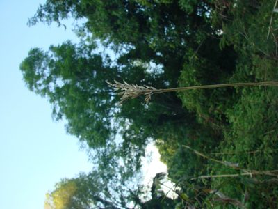Zea diploperennis, photographed by aiwendil