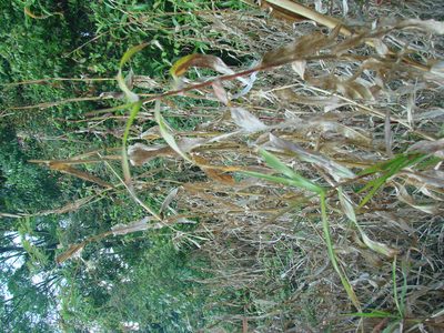 Zea diploperennis, photographed by aiwendil