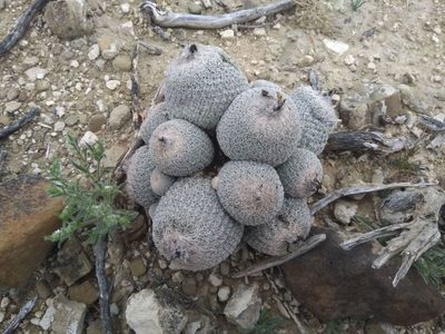 Epithelantha greggii, photographed by Rogelio Reyna-Hernández